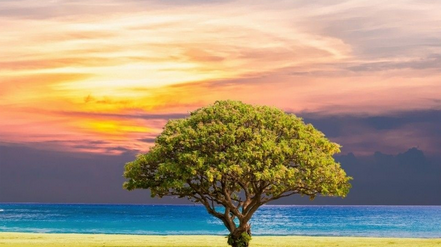 النبي بايع عن عثمان في بيعة الشجرة